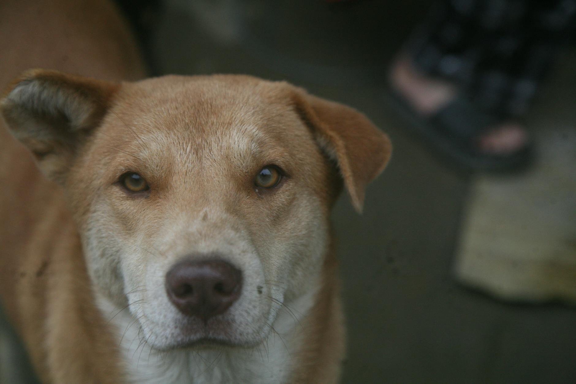 유기견 봉사 신청