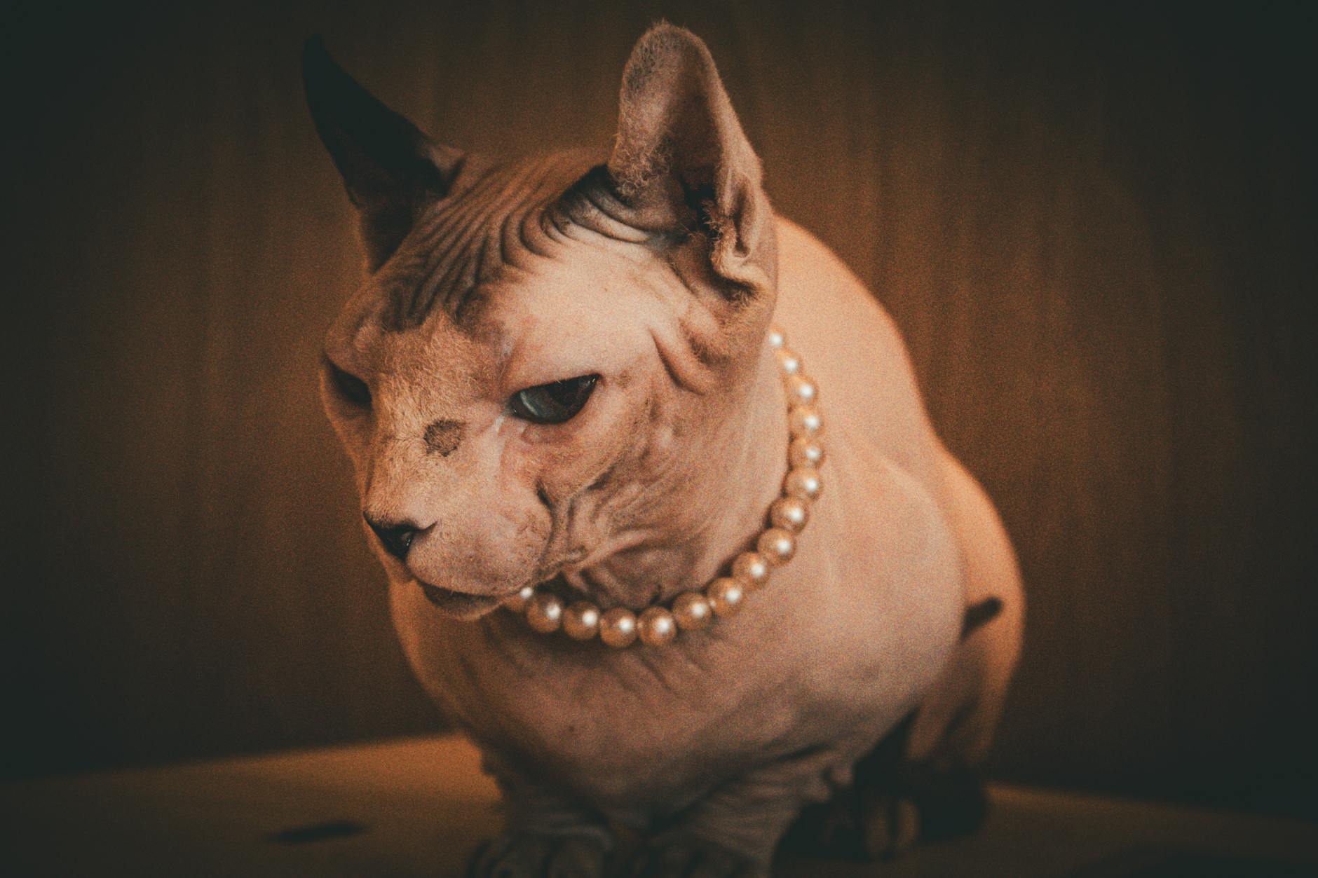 길냥이 tnr 신청 방법